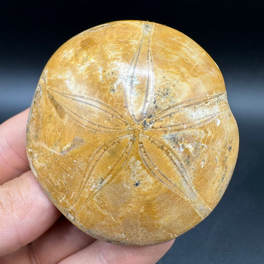 Holectypus Sea Urchin Fossil With Box And Stand - Middle Jurassic Madagascar