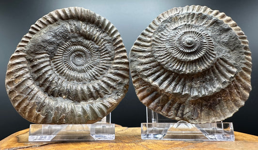 Dactylioceras Ammonite nodule (split pair) Fossil With Box And Stand - Whitby, North Yorkshire Jurassic Coast Yorkshire Fossils