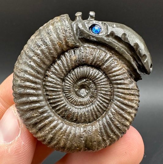 Snakestone Ammonite Fossil With Bag/Box And Stand - Whitby, North Yorkshire Jurassic Coast Yorkshire Fossils