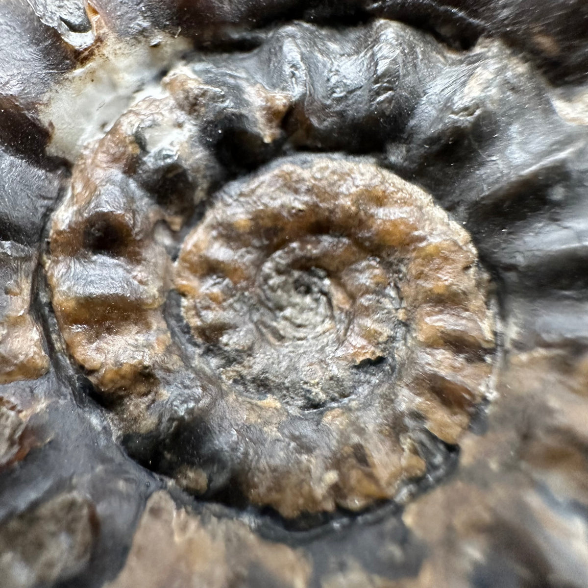 Androgynoceras maculatum ammonite fossil with box and stand - Whitby, North Yorkshire Jurassic Coast Yorkshire Fossils