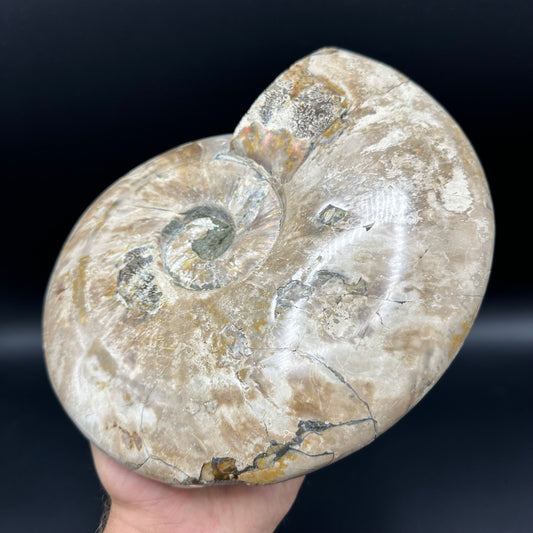 Cleoniceras Ammonite Fossil With Stand - Cretaceous Ammonite Madagascar