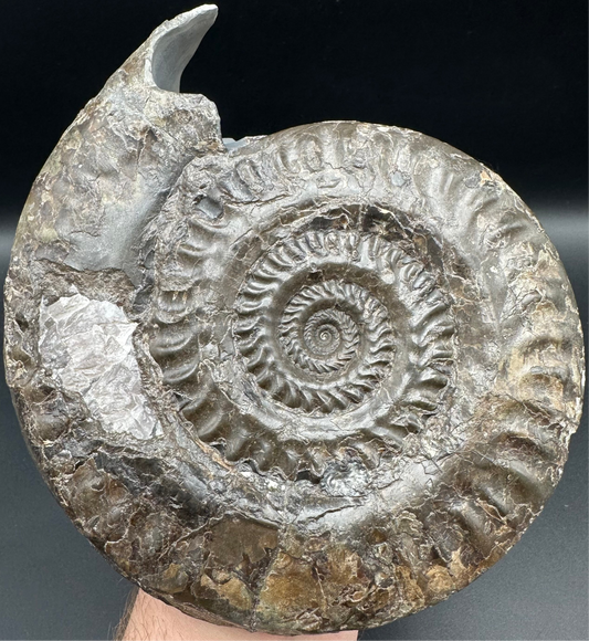 Hildoceras lusitanicum Ammonite fossil - Whitby, North Yorkshire Jurassic Coast, Yorkshire Fossils from the Jurassic Coast