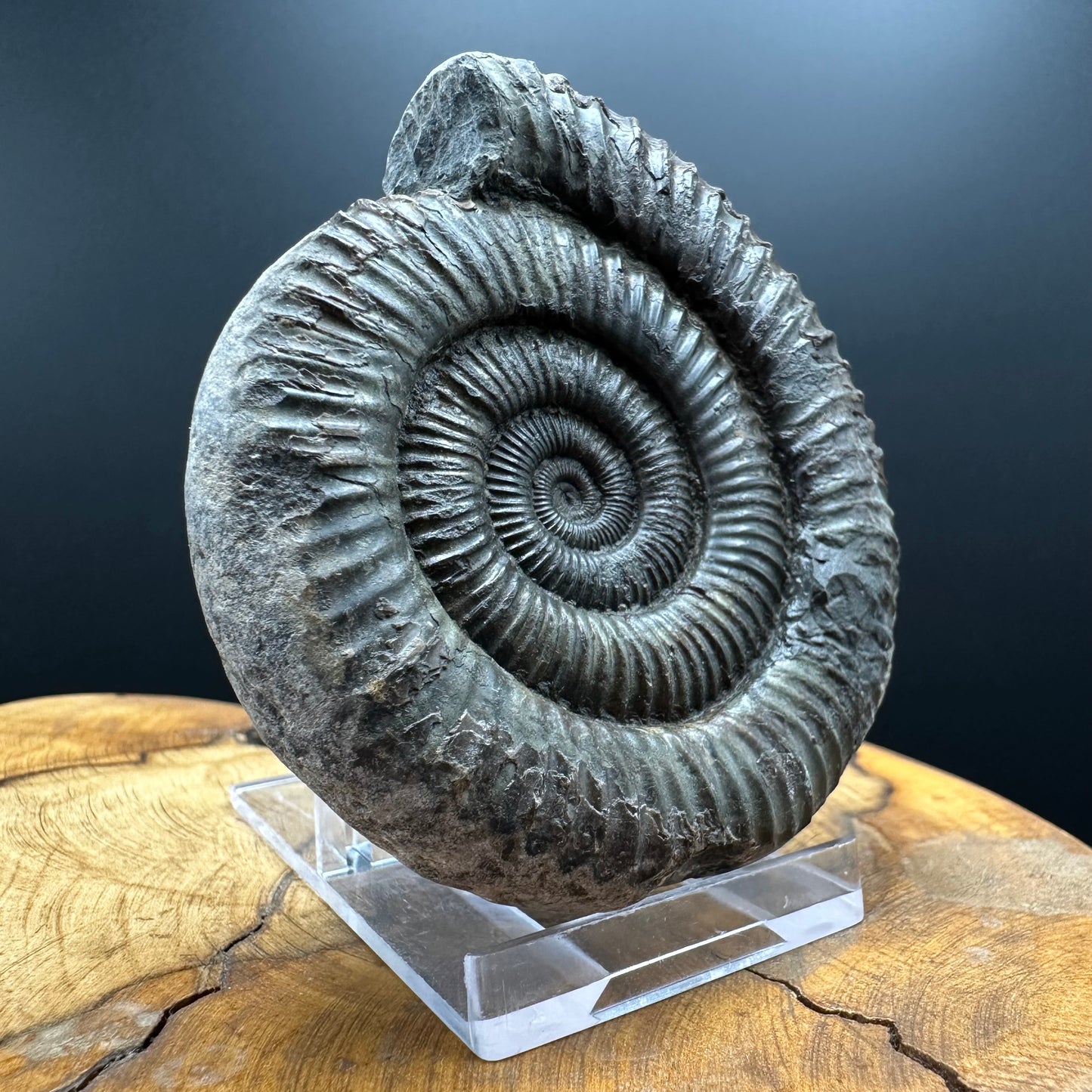 Dactylioceras Ammonite Fossil With box and Stand - Whitby, North Yorkshire Jurassic Coast Yorkshire Fossils