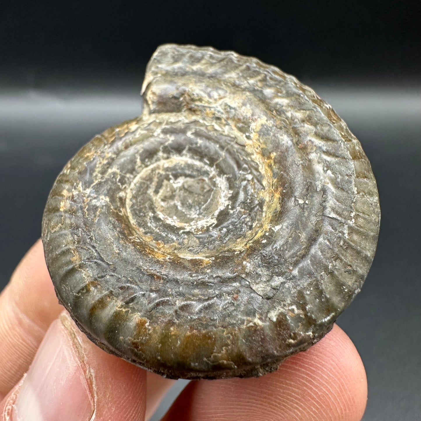 Hildoceras Bifrons Ammonite fossil with box and stand - Whitby, North Yorkshire Jurassic Coast, Yorkshire Fossils from the Jurassic Coast