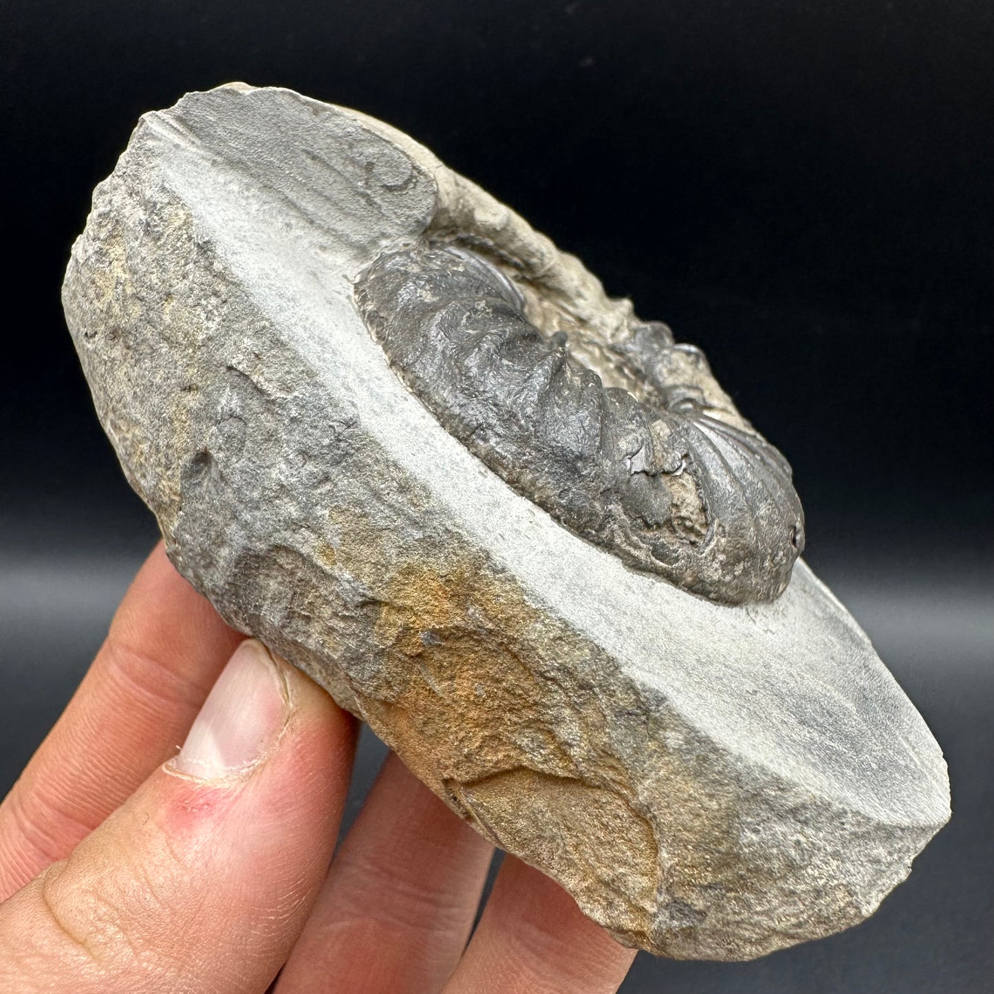 Asteroceras Ammonite fossil with box and stand - Whitby, North Yorkshire Jurassic Coast Yorkshire Fossils