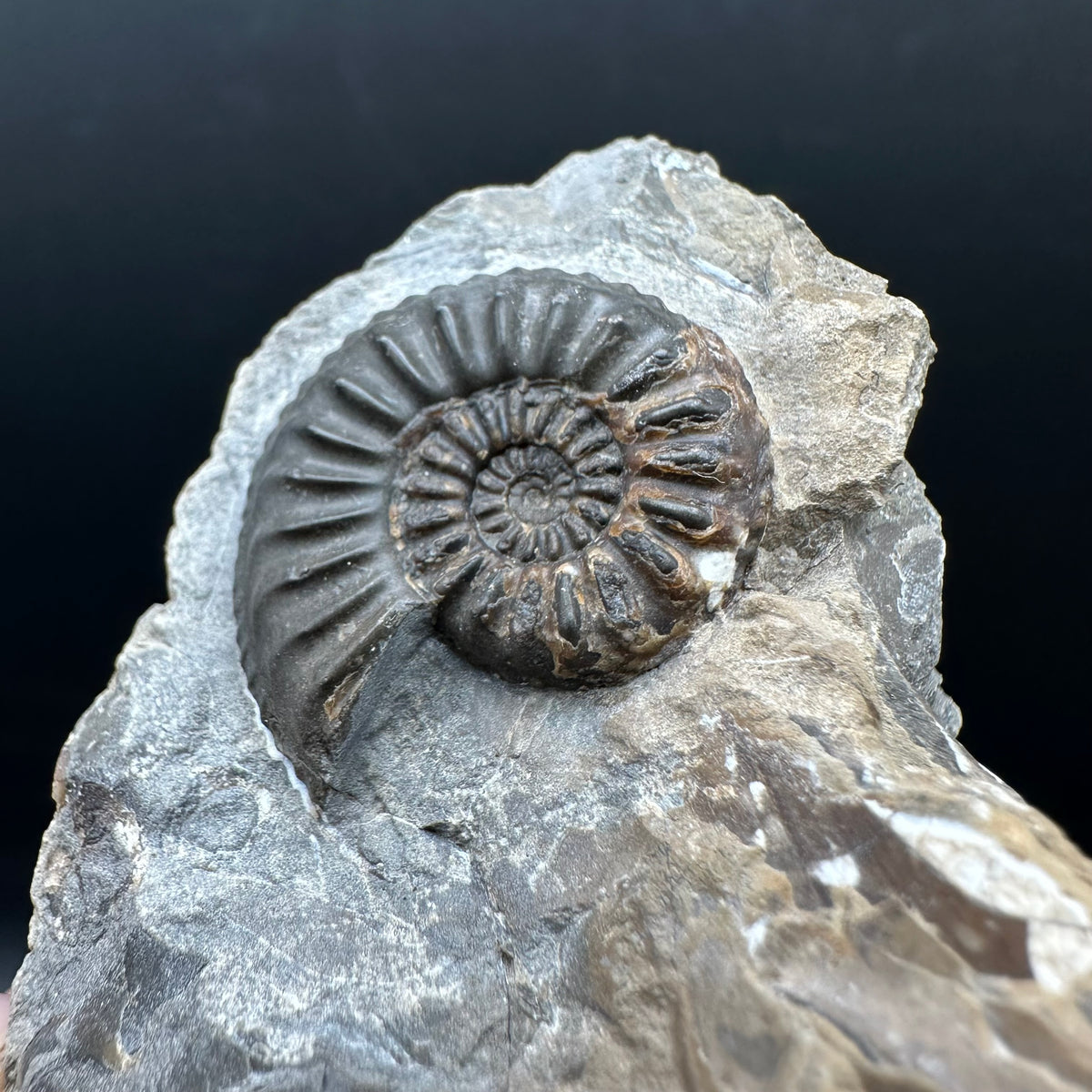 Amaltheus subnodosus Ammonite fossil with stand - Whitby, North Yorkshire Jurassic Coast Yorkshire Fossils