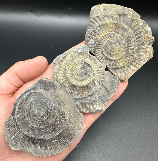 Dactylioceras imprint (negative) bundle ammonite shell fossil with box - Whitby, North Yorkshire, Yorkshire Fossils