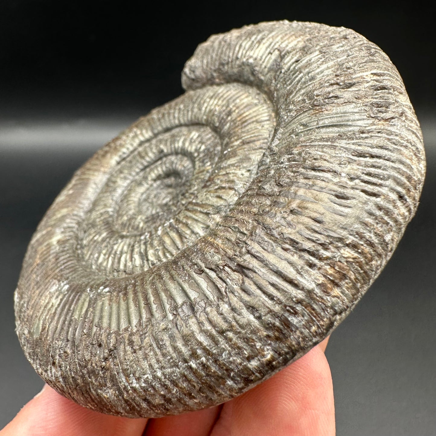 Dactylioceras semicelatum ammonite fossil with box and stand - Whitby, North Yorkshire Jurassic Coast Yorkshire Fossils