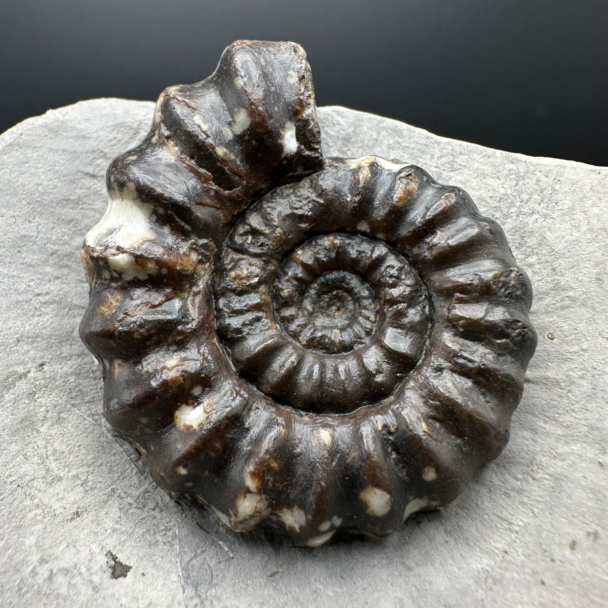 Androgynoceras maculatum ammonite fossil with box and stand - Whitby, North Yorkshire Jurassic Coast Yorkshire Fossils