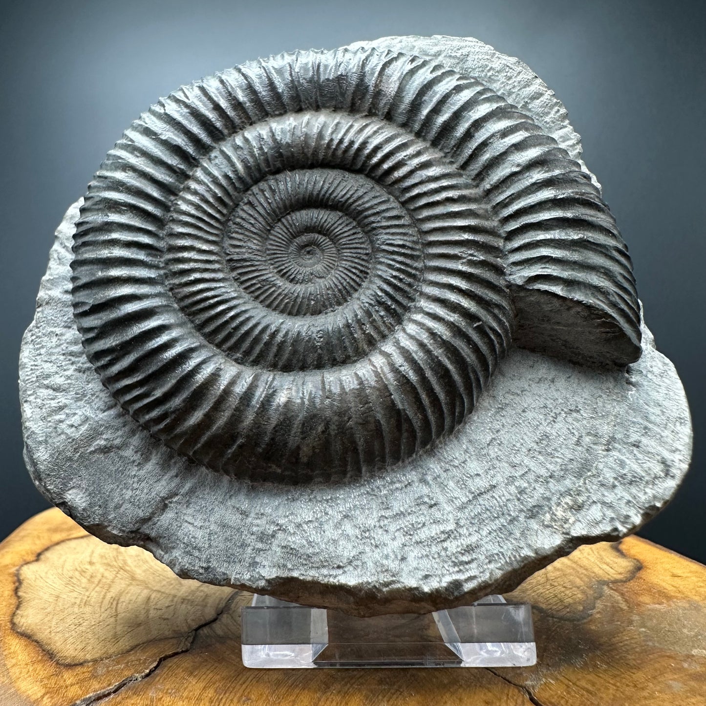 Dactylioceras Ammonite Fossil With box and Stand - Whitby, North Yorkshire Jurassic Coast Yorkshire Fossils