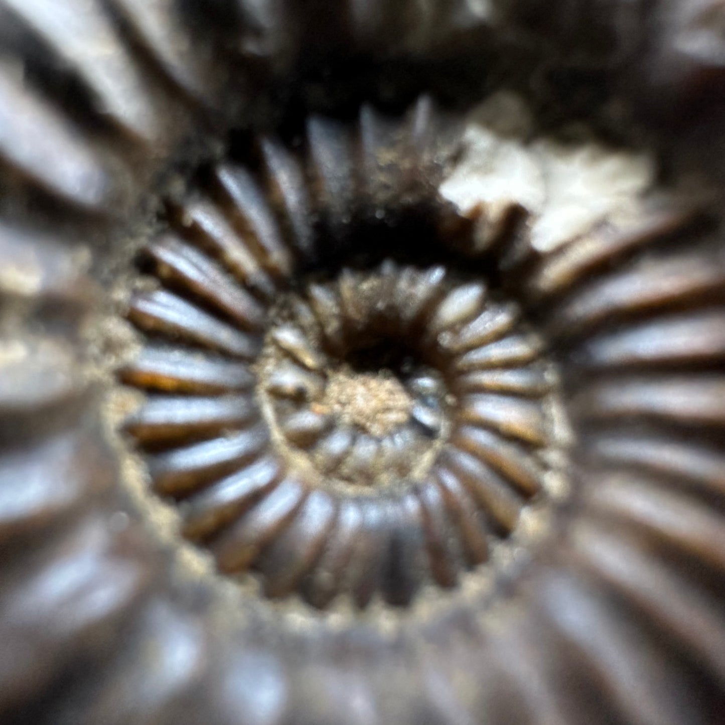 Androgynoceras Capricornus ammonite fossil with box and stand - Whitby, North Yorkshire Jurassic Coast Yorkshire Fossils