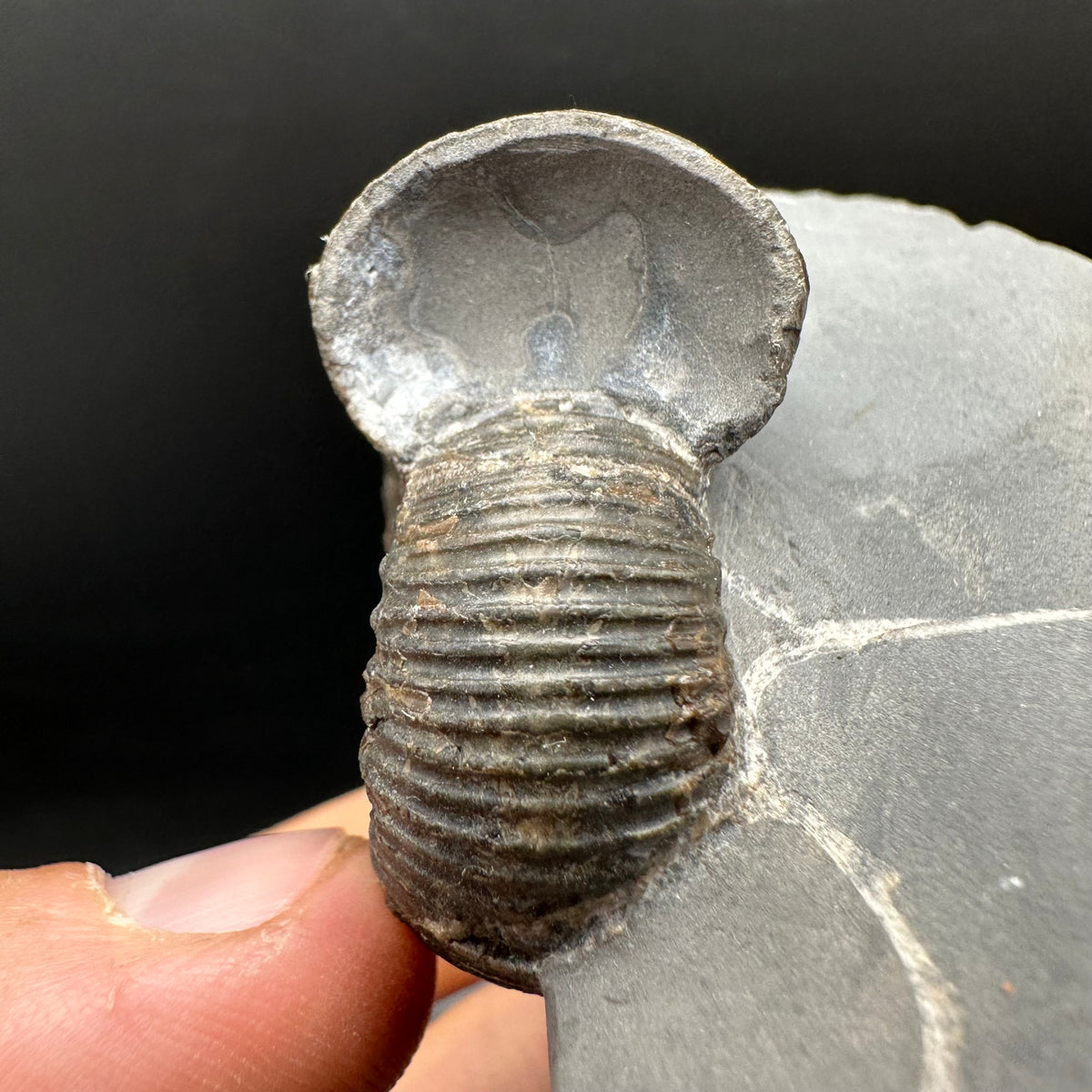 Nodicoeloceras Sp. Ammonite Fossil With Box And Stand - Whitby, North Yorkshire Jurassic Coast Yorkshire Fossils