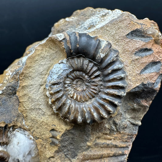 Androgynoceras capricornus Ammonite Fossil With Stand - Whitby, North Yorkshire Jurassic Coast Yorkshire Fossils