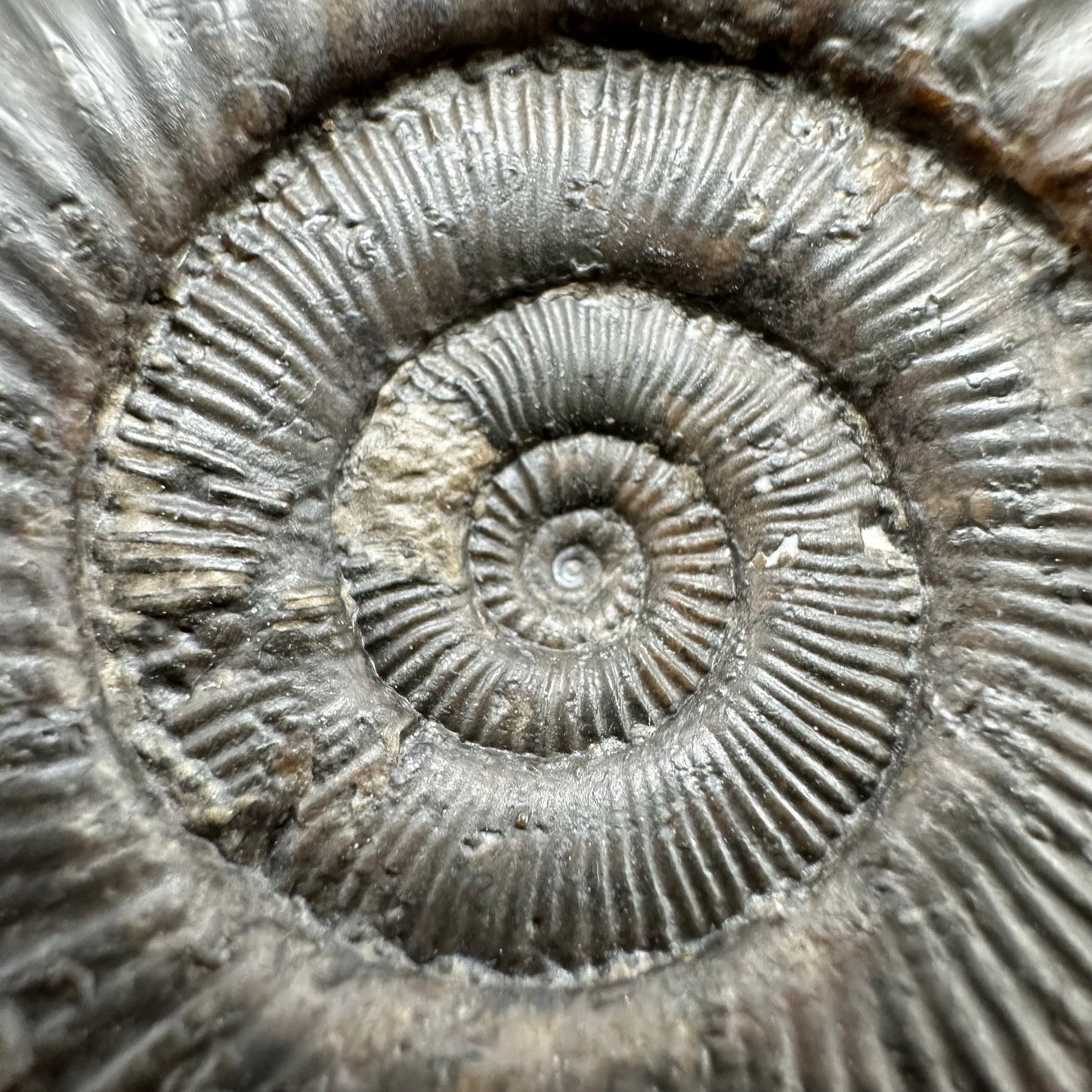 Peronoceras turriculatum Ammonite fossil with box and stand - Whitby, North Yorkshire Jurassic Coast, Yorkshire fossils