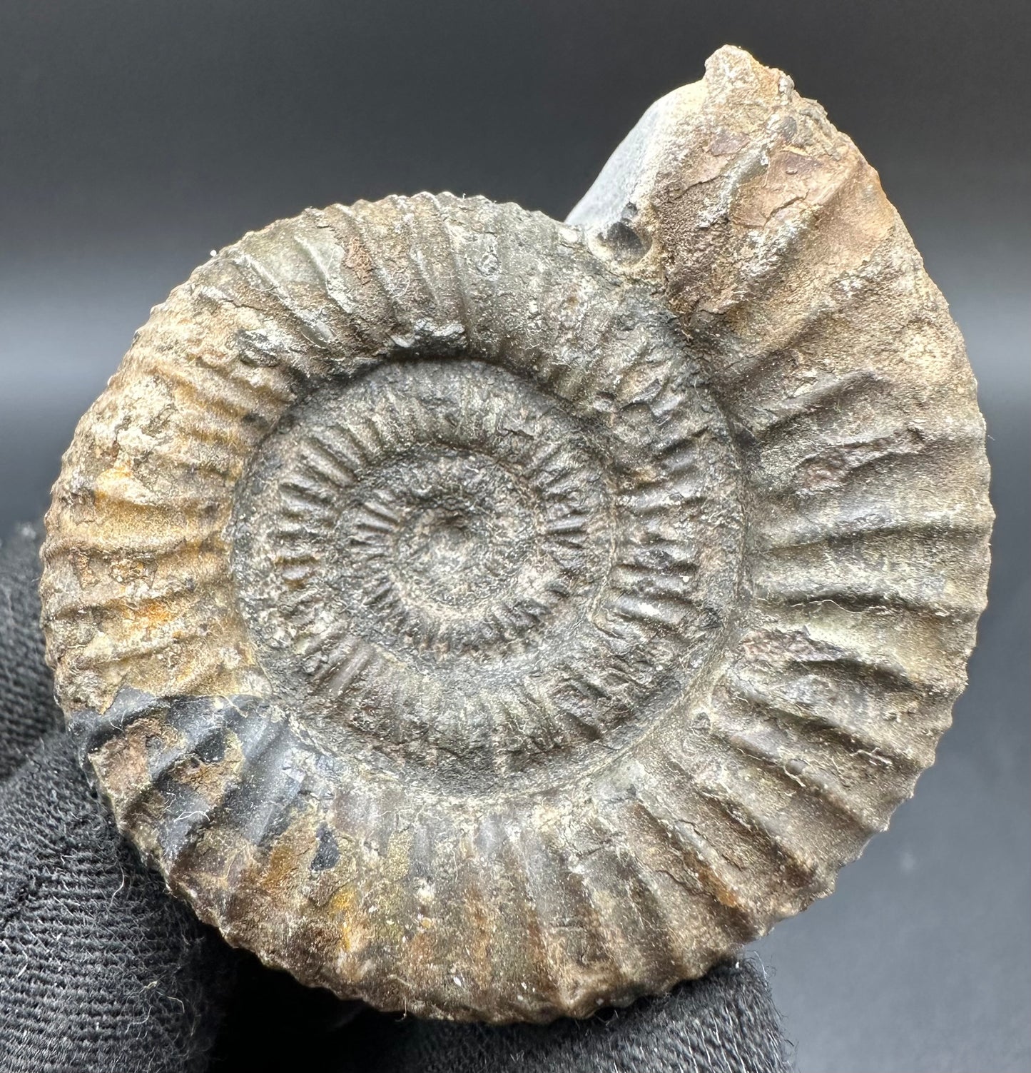 Dactylioceras Ammonite Fossil With Box And Stand - Whitby, North Yorkshire Jurassic Coast Yorkshire Fossils