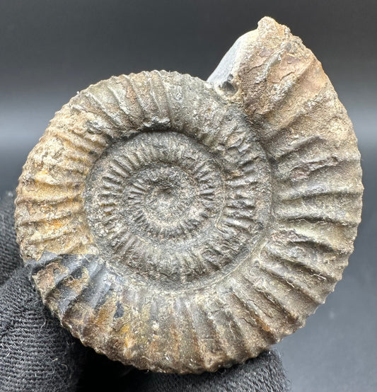 Dactylioceras Ammonite Fossil With Box And Stand - Whitby, North Yorkshire Jurassic Coast Yorkshire Fossils