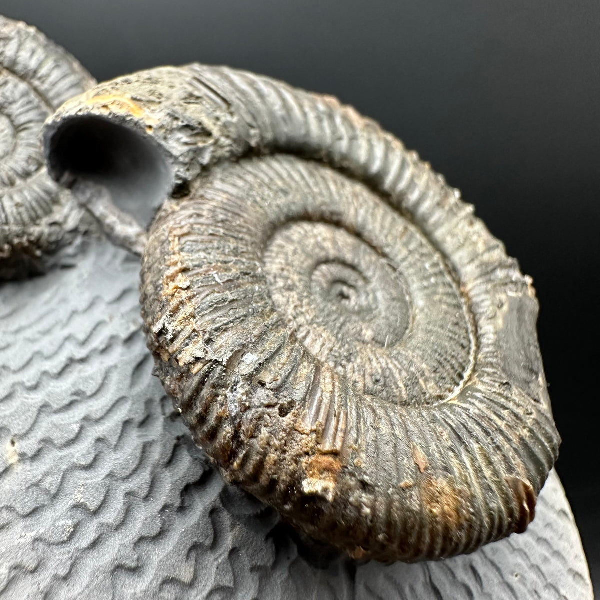 Dactylioceras Ammonite Fossil With Stand - Whitby, North Yorkshire Jurassic Coast Yorkshire Fossils