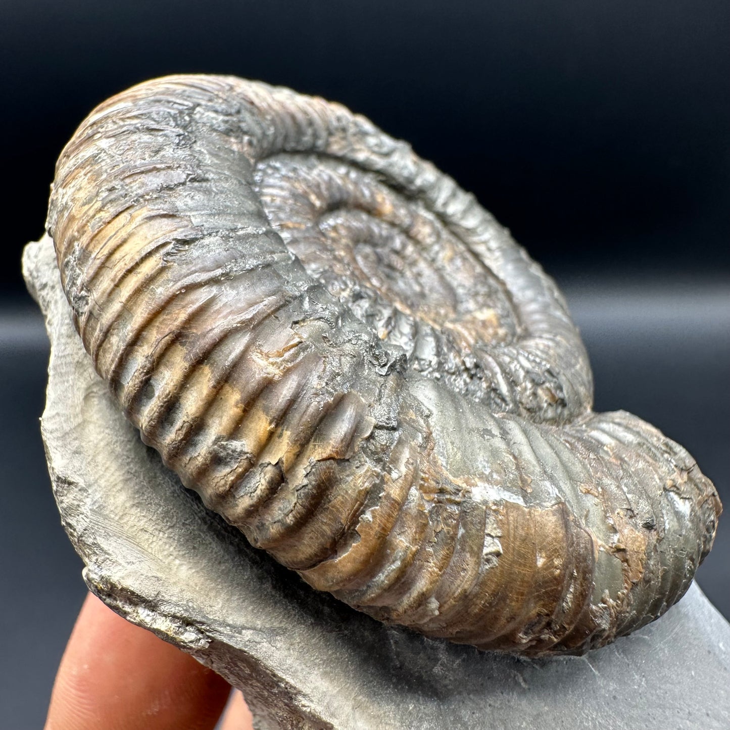 Dactylioceras Ammonite Fossil With Stand - Whitby, North Yorkshire Jurassic Coast Yorkshire Fossils