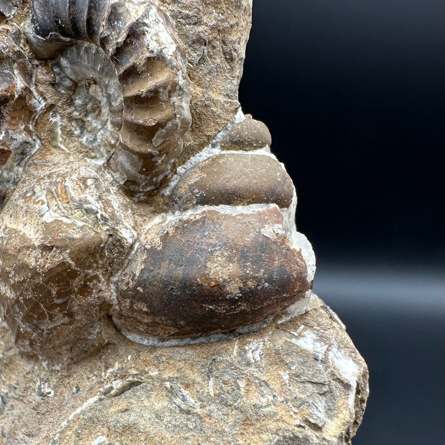 Androgynoceras Capricornus ammonite / Gastropod fossil with box and stand - Whitby, North Yorkshire Jurassic Coast Yorkshire Fossils