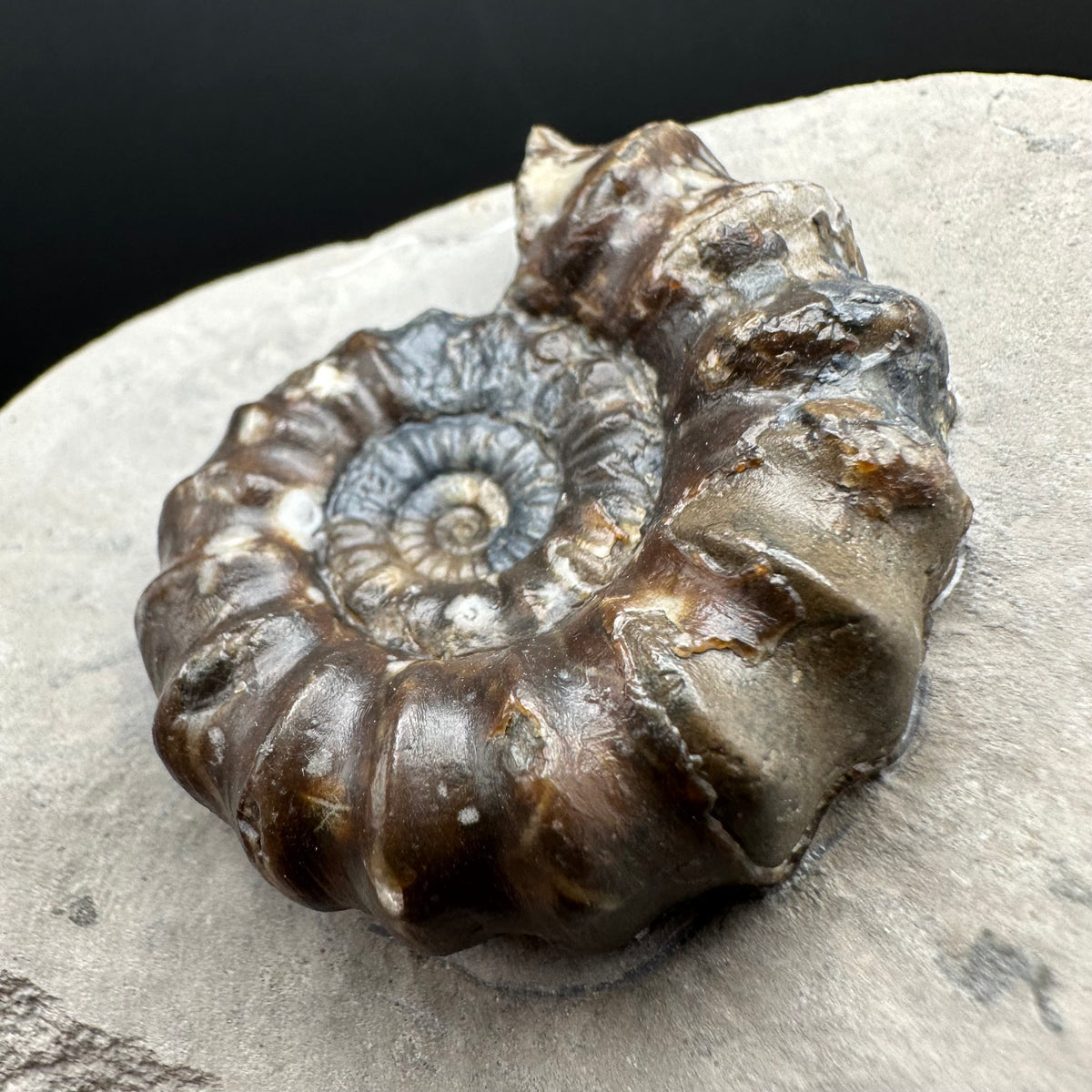 Androgynoceras maculatum ammonite fossil with stand - Whitby, North Yorkshire Jurassic Coast Yorkshire Fossils