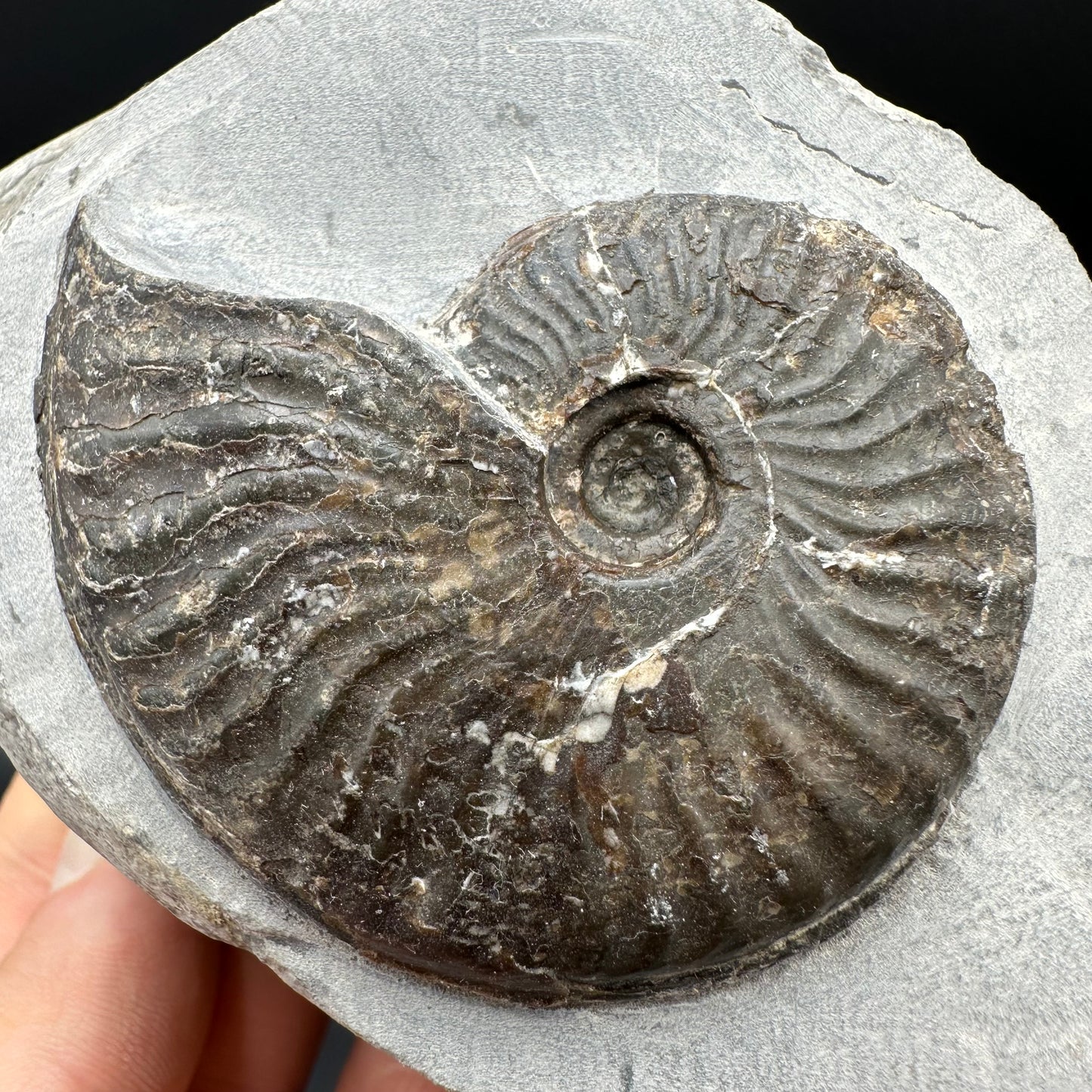 Pseudolioceras lythense Ammonite fossil with box and stand - Whitby, North Yorkshire, Yorkshire Fossils on the Jurassic Coast