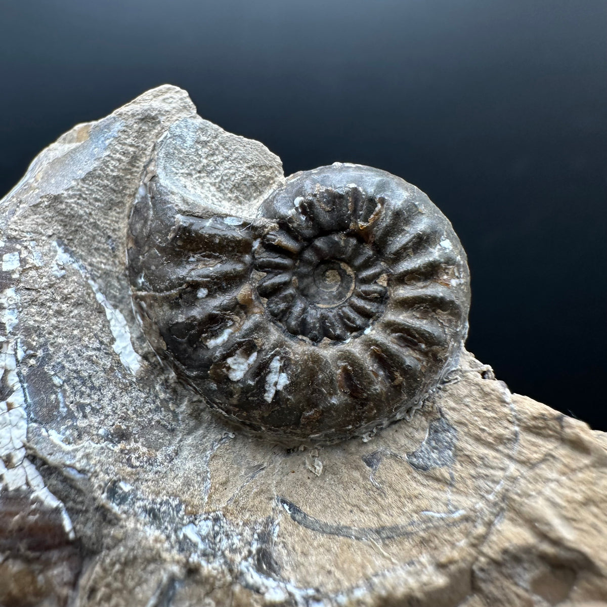 Amaltheus subnodosus Ammonite fossil with stand - Whitby, North Yorkshire Jurassic Coast Yorkshire Fossils