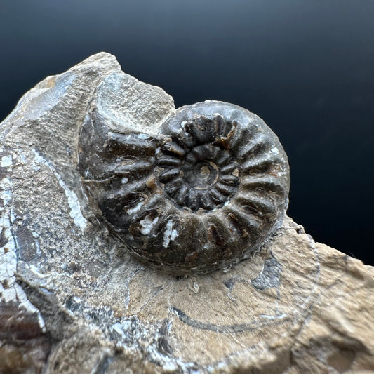Amaltheus subnodosus Ammonite fossil with stand - Whitby, North Yorkshire Jurassic Coast Yorkshire Fossils