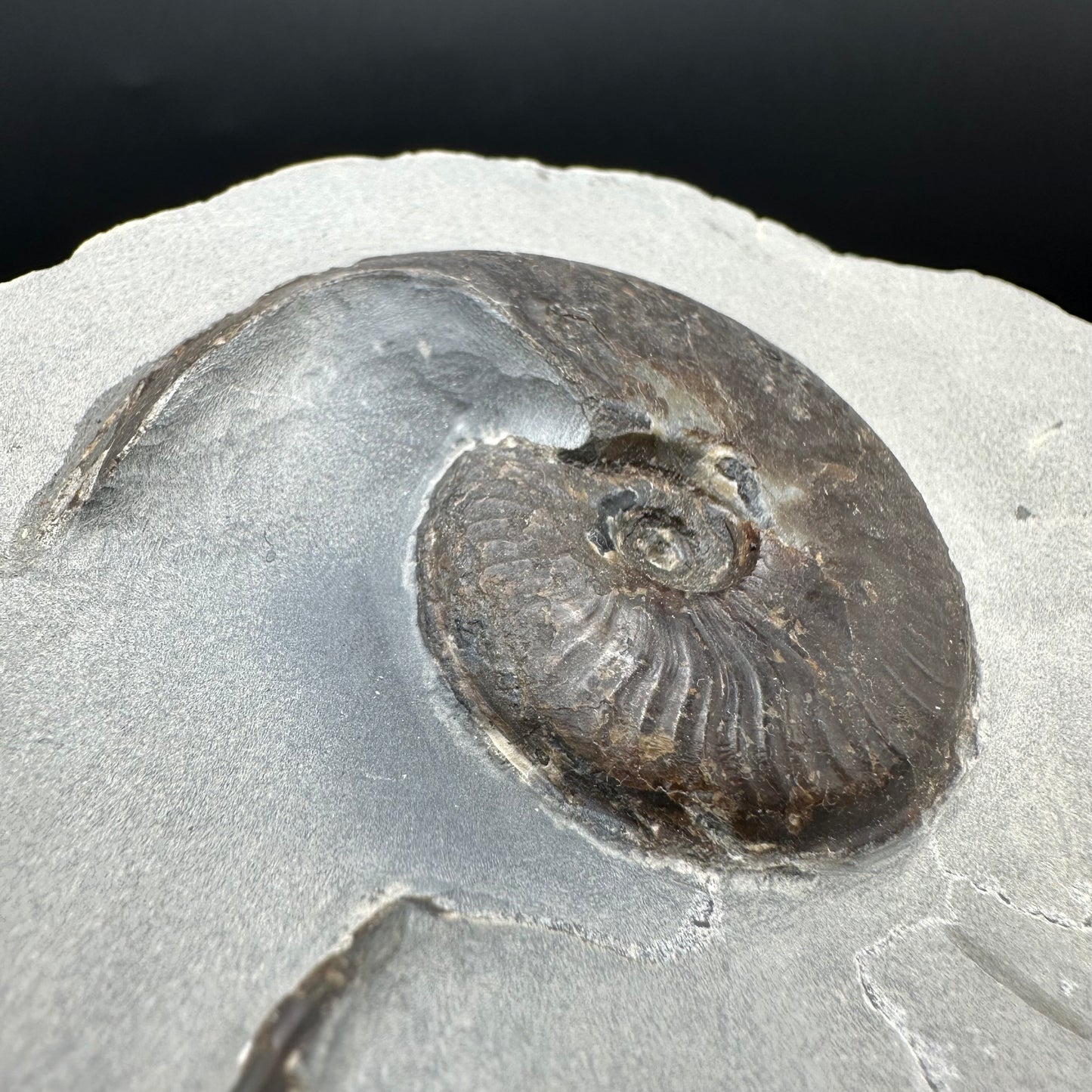 Eleganticeras Elegantulum Ammonite fossil with box and stand - Whitby, North Yorkshire Jurassic Coast, Yorkshire Fossils