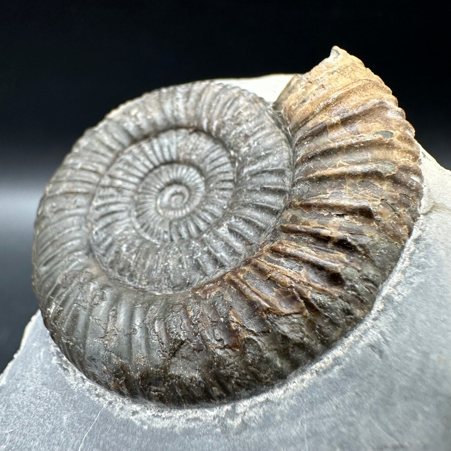 Dactylioceras Ammonite Fossil With Box And Stand - Whitby, North Yorkshire Jurassic Coast Yorkshire Fossils
