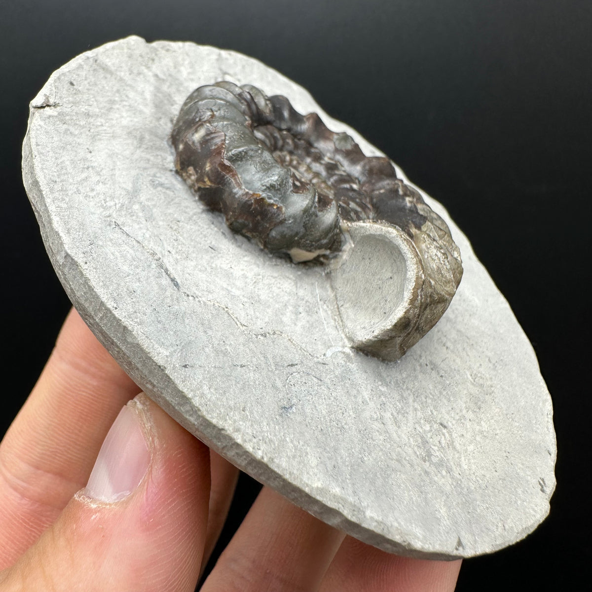 Androgynoceras maculatum ammonite fossil with box and stand - Whitby, North Yorkshire Jurassic Coast Yorkshire Fossils