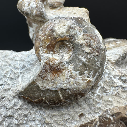 Amaltheus striatus ammonite fossil with box and stand - Whitby, North Yorkshire Jurassic Coast Yorkshire Fossils
