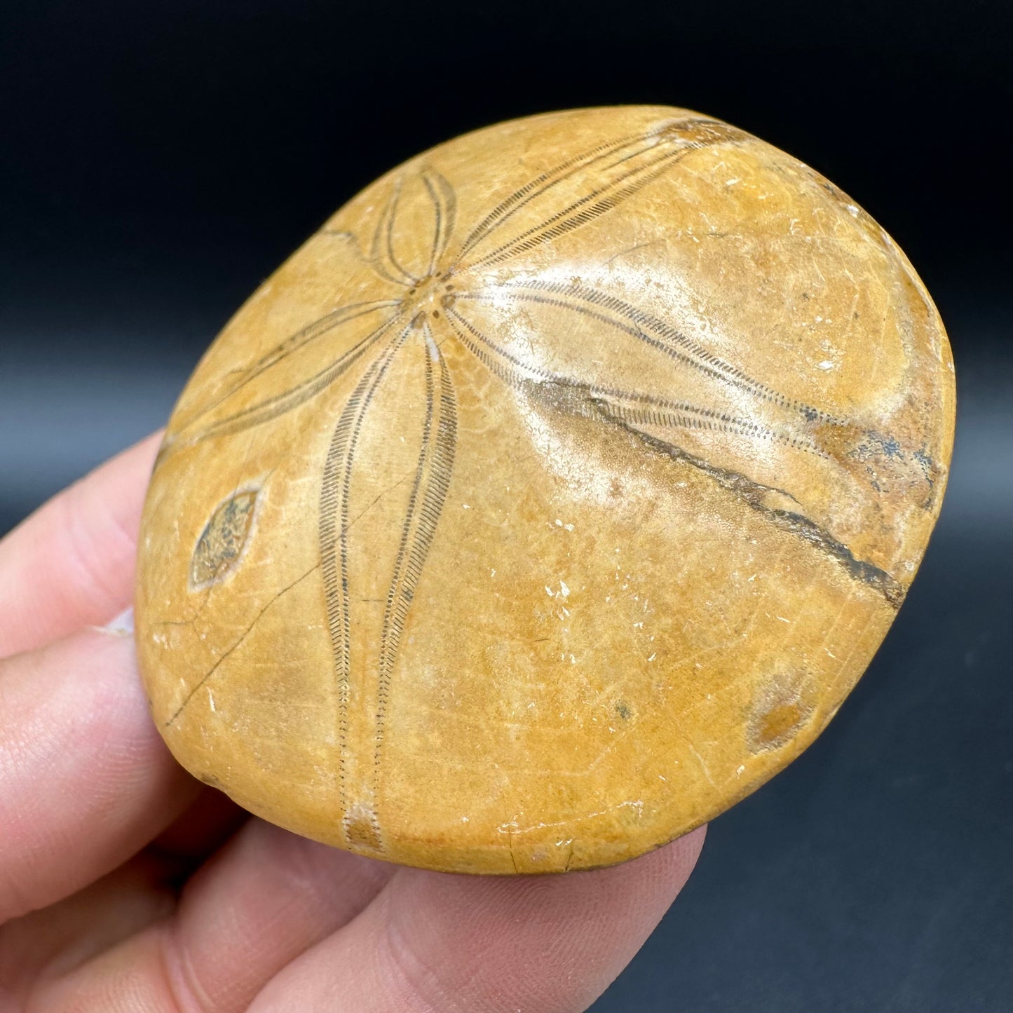 Holectypus Sea Urchin Fossil With Box And Stand - Middle Jurassic Madagascar