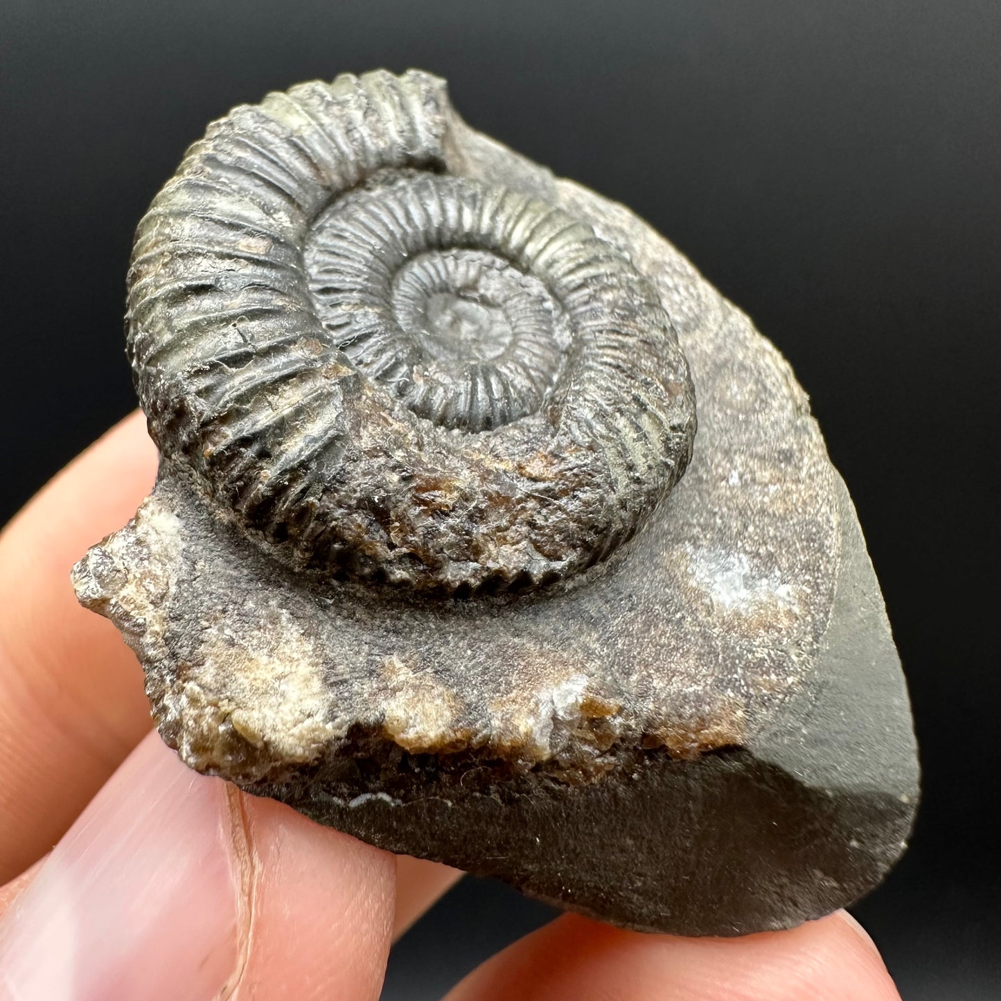 Dactylioceras Ammonite Fossil Gift Set - Whitby, North Yorkshire Jurassic Coast Yorkshire Fossils