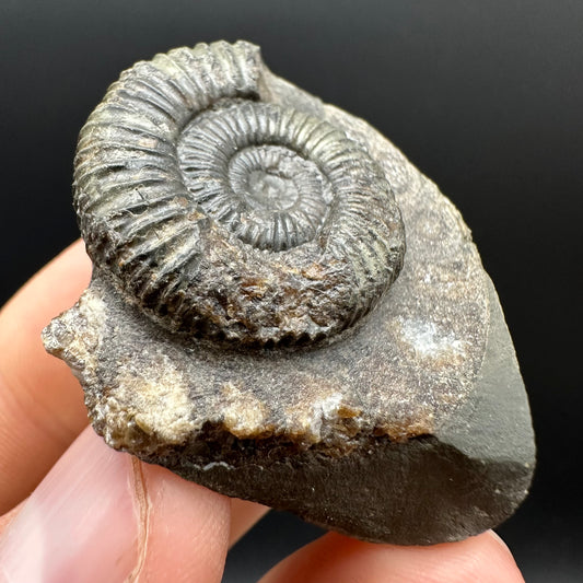Dactylioceras Ammonite Fossil Gift Set - Whitby, North Yorkshire Jurassic Coast Yorkshire Fossils
