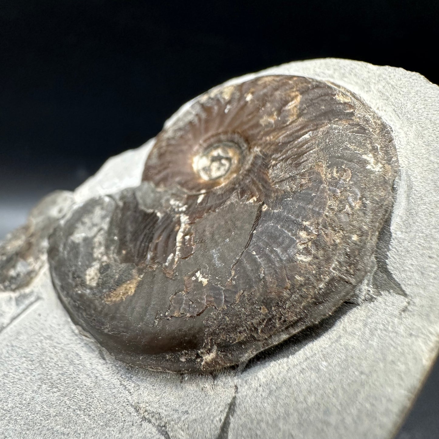 Eleganticeras Elegantulum Ammonite fossil with box and stand - Whitby, North Yorkshire Jurassic Coast, Yorkshire Fossils