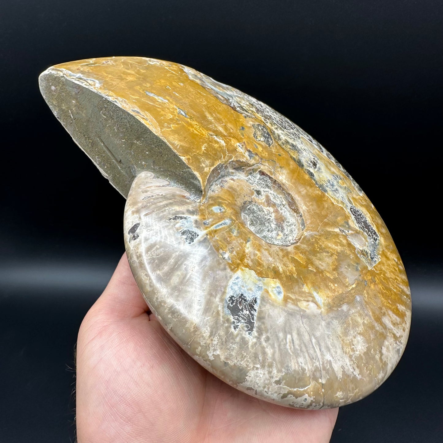 Cleoniceras Ammonite Fossil With Stand - Cretaceous Ammonite Madagascar