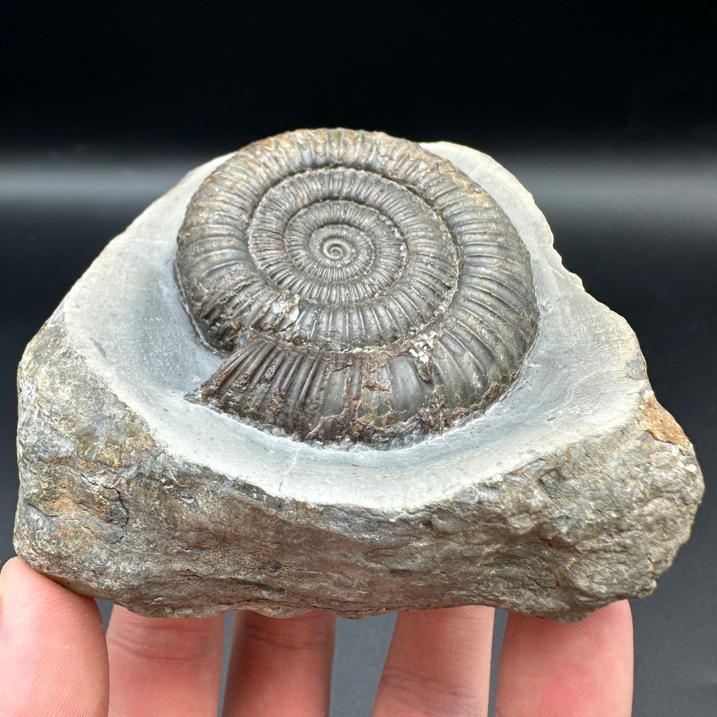 Dactylioceras Ammonite Fossil With Box And Stand - Whitby, North Yorkshire Jurassic Coast Yorkshire Fossils