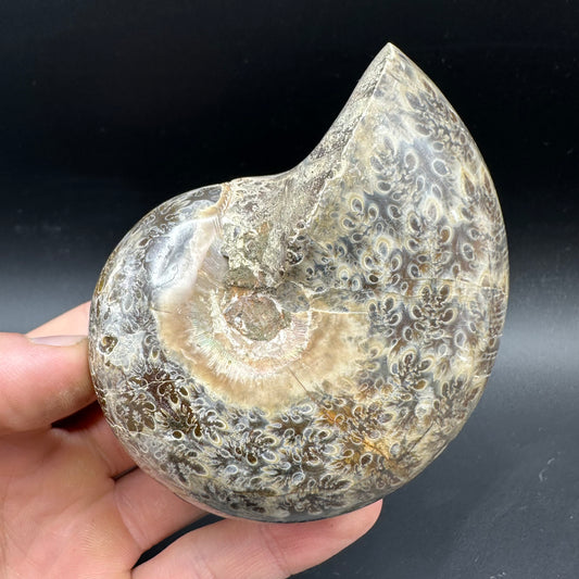 Phylloceras Ammonite Fossil With Box And Stand - Cretaceous Ammonite Madagascar