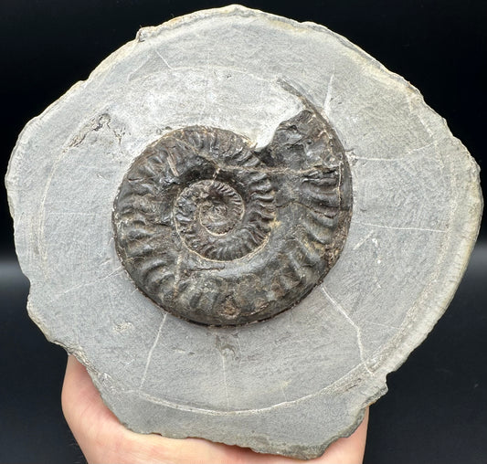 Hildoceras lusitanicum Ammonite fossil with box and stand - Whitby, North Yorkshire, Jurassic Coast, Yorkshire Fossils from the Jurassic Coast