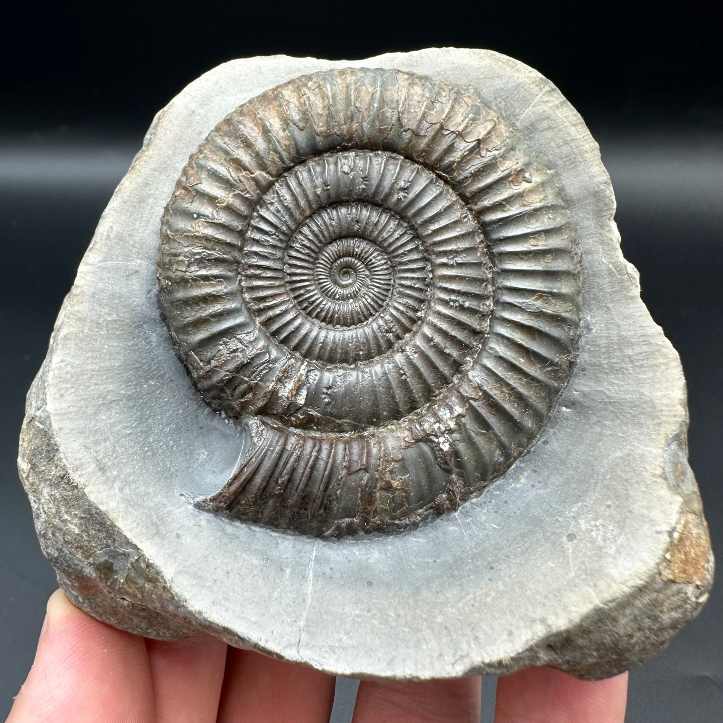 Dactylioceras Ammonite Fossil With Box And Stand - Whitby, North Yorkshire Jurassic Coast Yorkshire Fossils