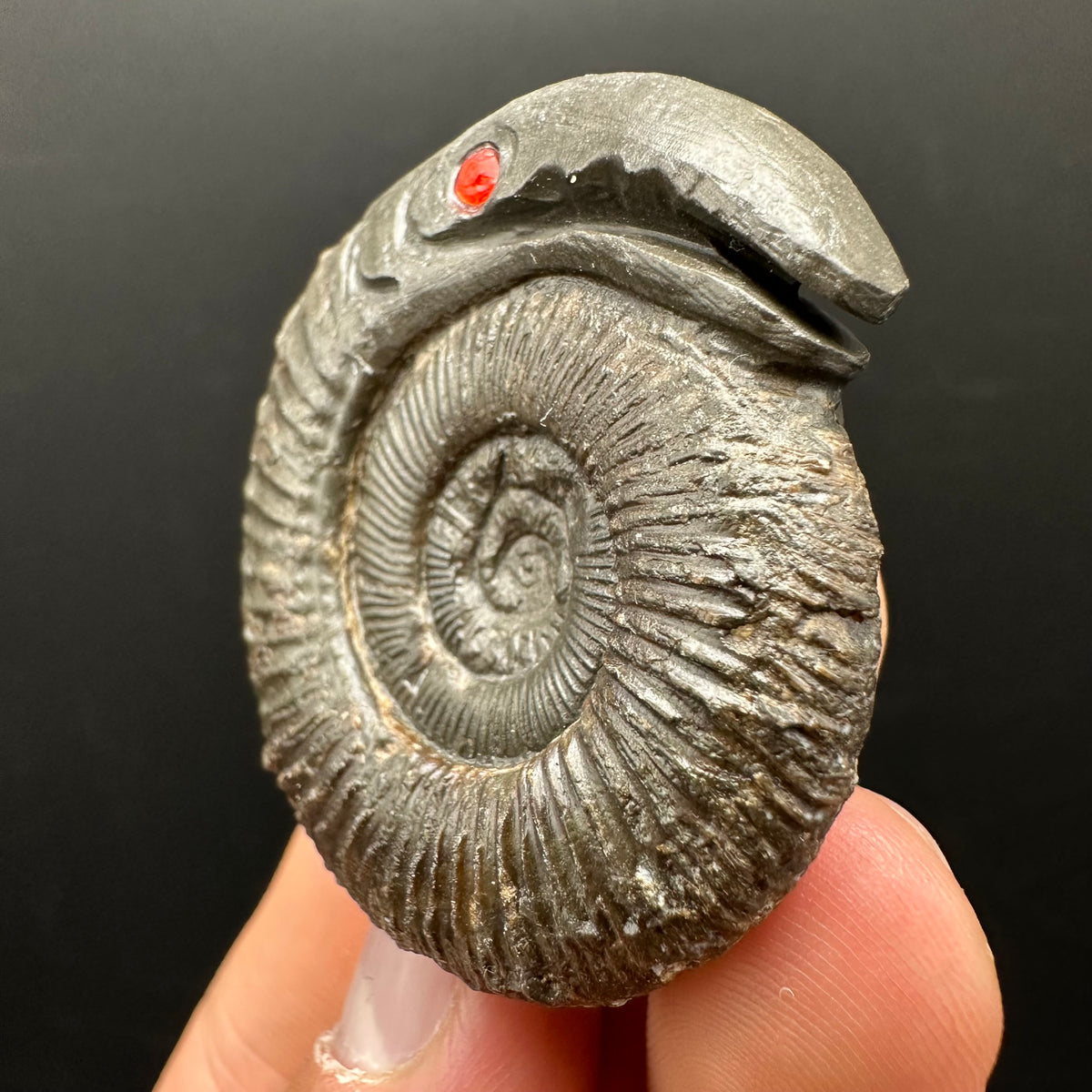 Snakestone Ammonite Fossil With Bag/Box And Stand - Whitby, North Yorkshire Jurassic Coast Yorkshire Fossils