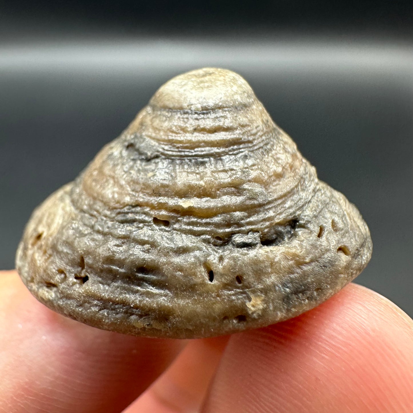 Gastropod Fossil Shell - Whitby, North Yorkshire, Jurassic Coast, Yorkshire Fossils