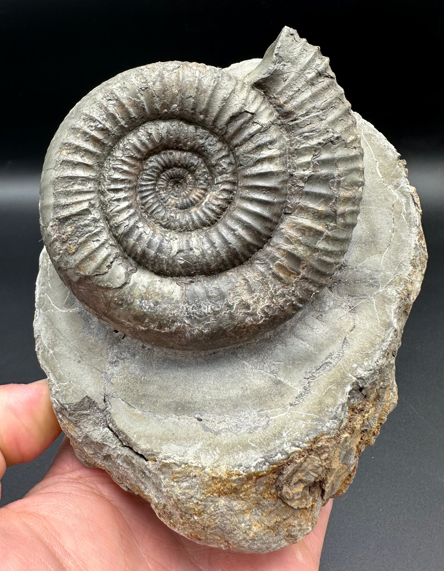 Catacoeloceras Sp. ammonite fossil - Whitby, North Yorkshire Jurassic Coast Yorkshire Fossils