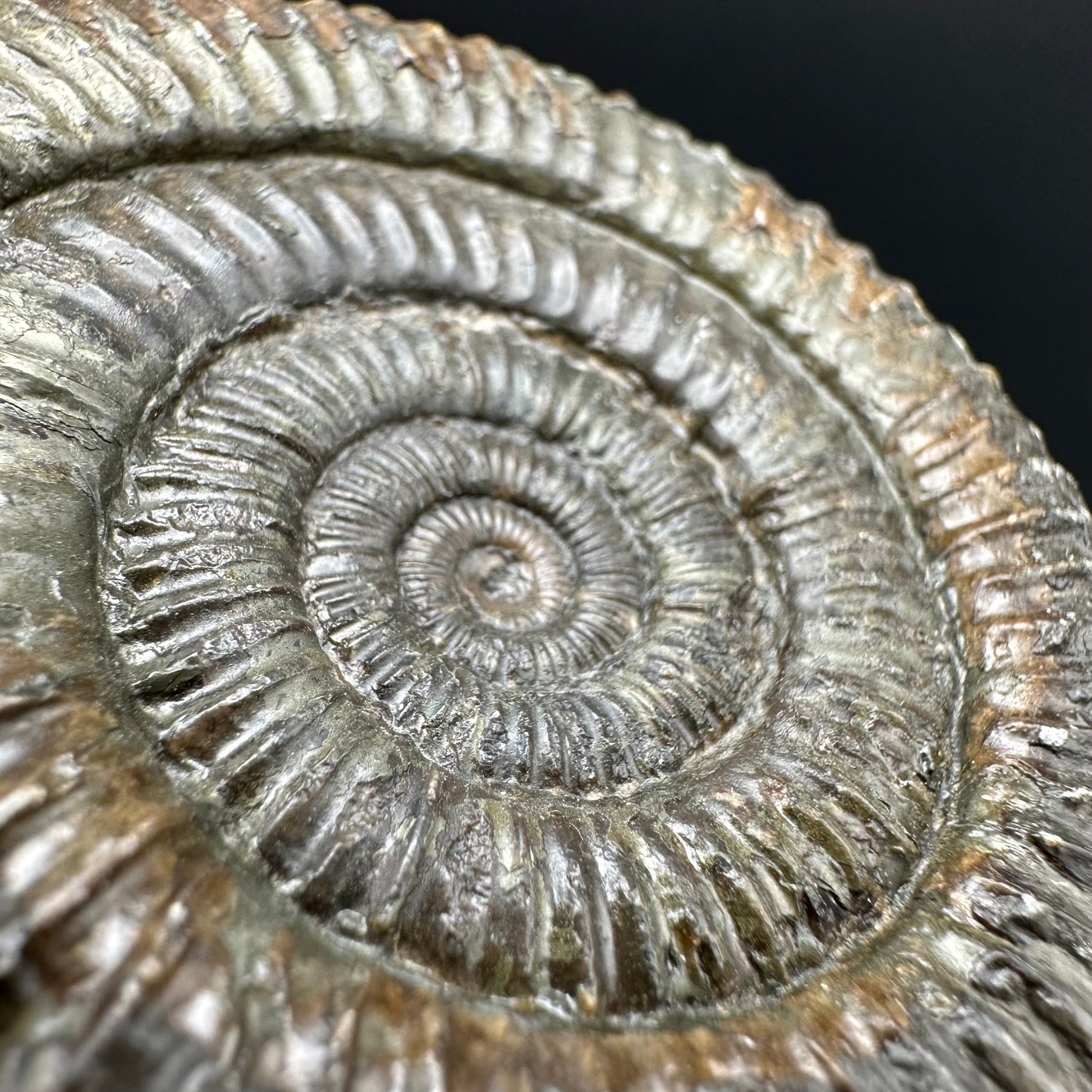 Dactylioceras Ammonite Fossil With Box And Stand - Whitby, North Yorkshire Jurassic Coast Yorkshire Fossils