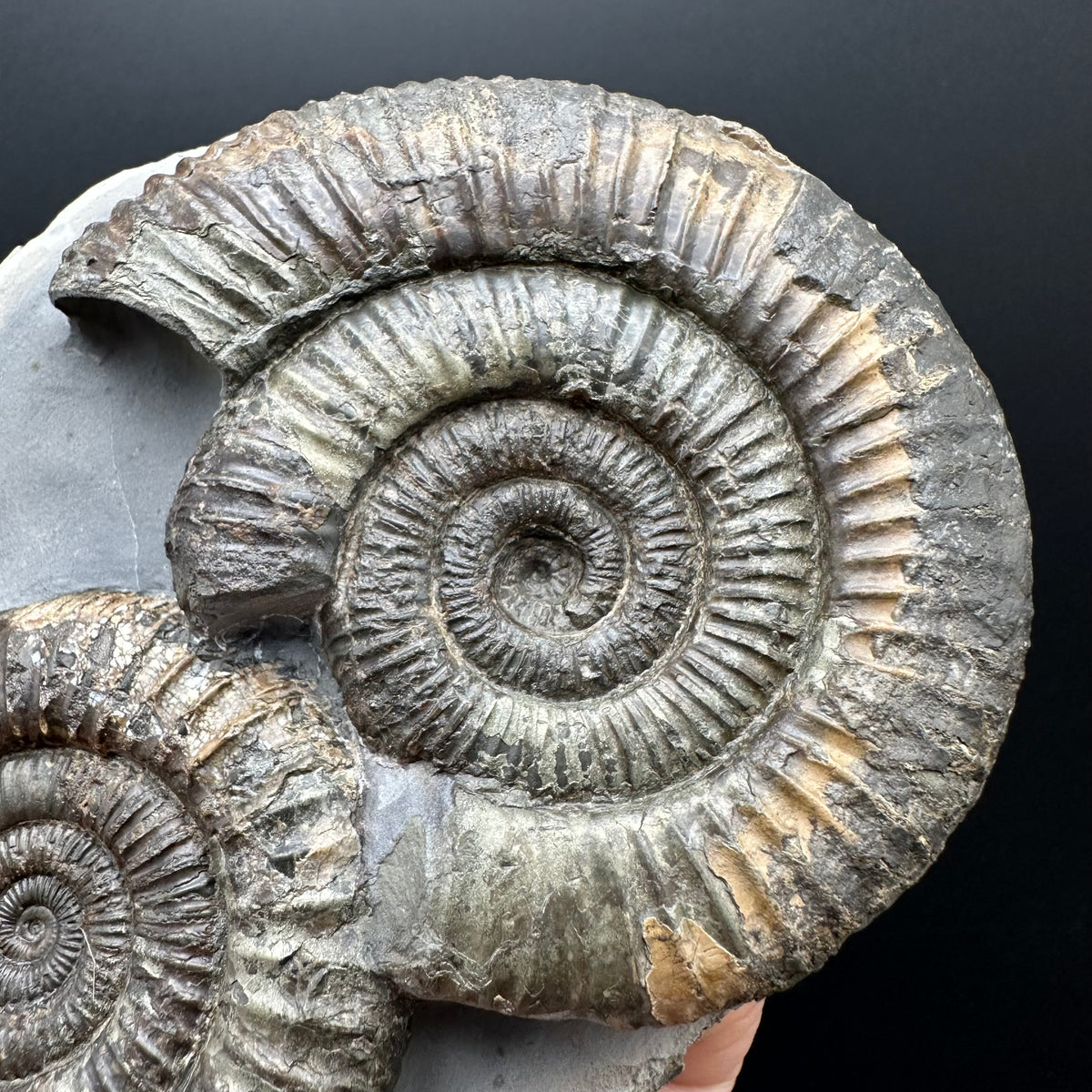 Dactylioceras Ammonite Fossil With Stand - Whitby, North Yorkshire Jurassic Coast Yorkshire Fossils