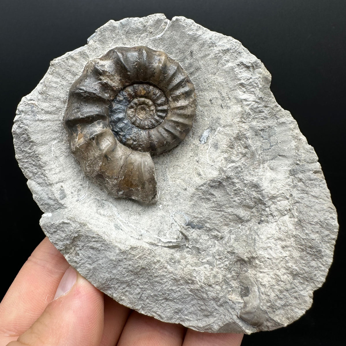 Androgynoceras maculatum ammonite fossil with stand - Whitby, North Yorkshire Jurassic Coast Yorkshire Fossils