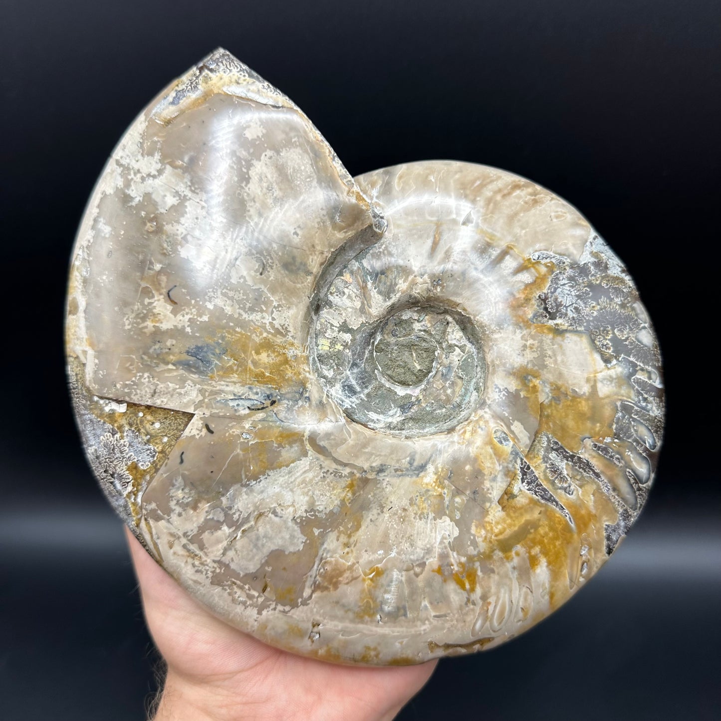 Cleoniceras Ammonite Fossil With Stand - Cretaceous Ammonite Madagascar