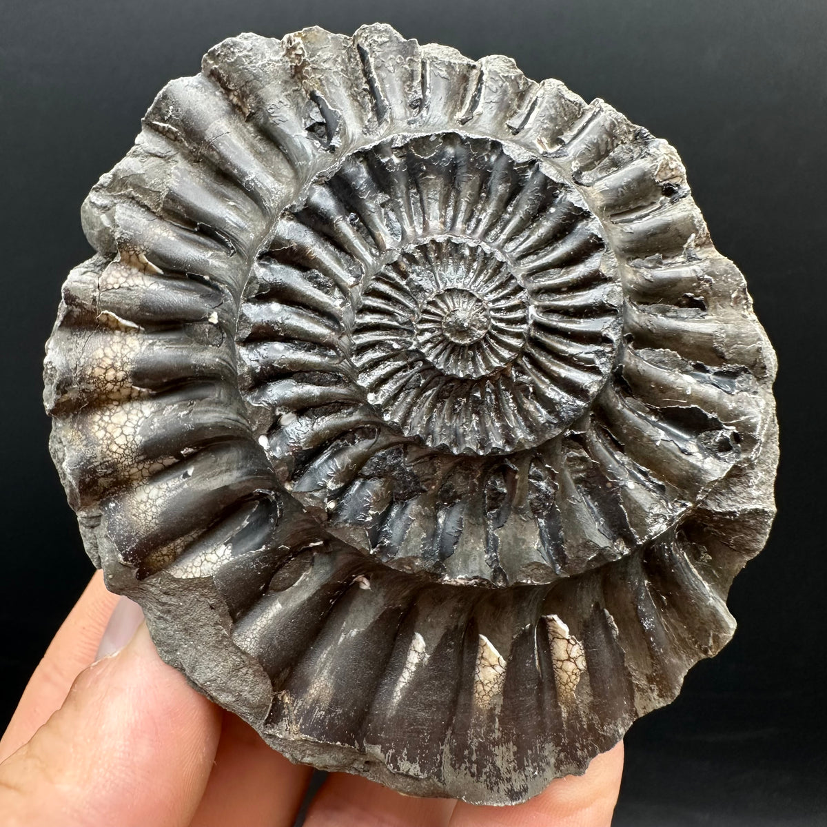 Pleuroceras hawskerense Ammonite fossil with box and stand - Whitby, North Yorkshire Jurassic Coast, Yorkshire fossils