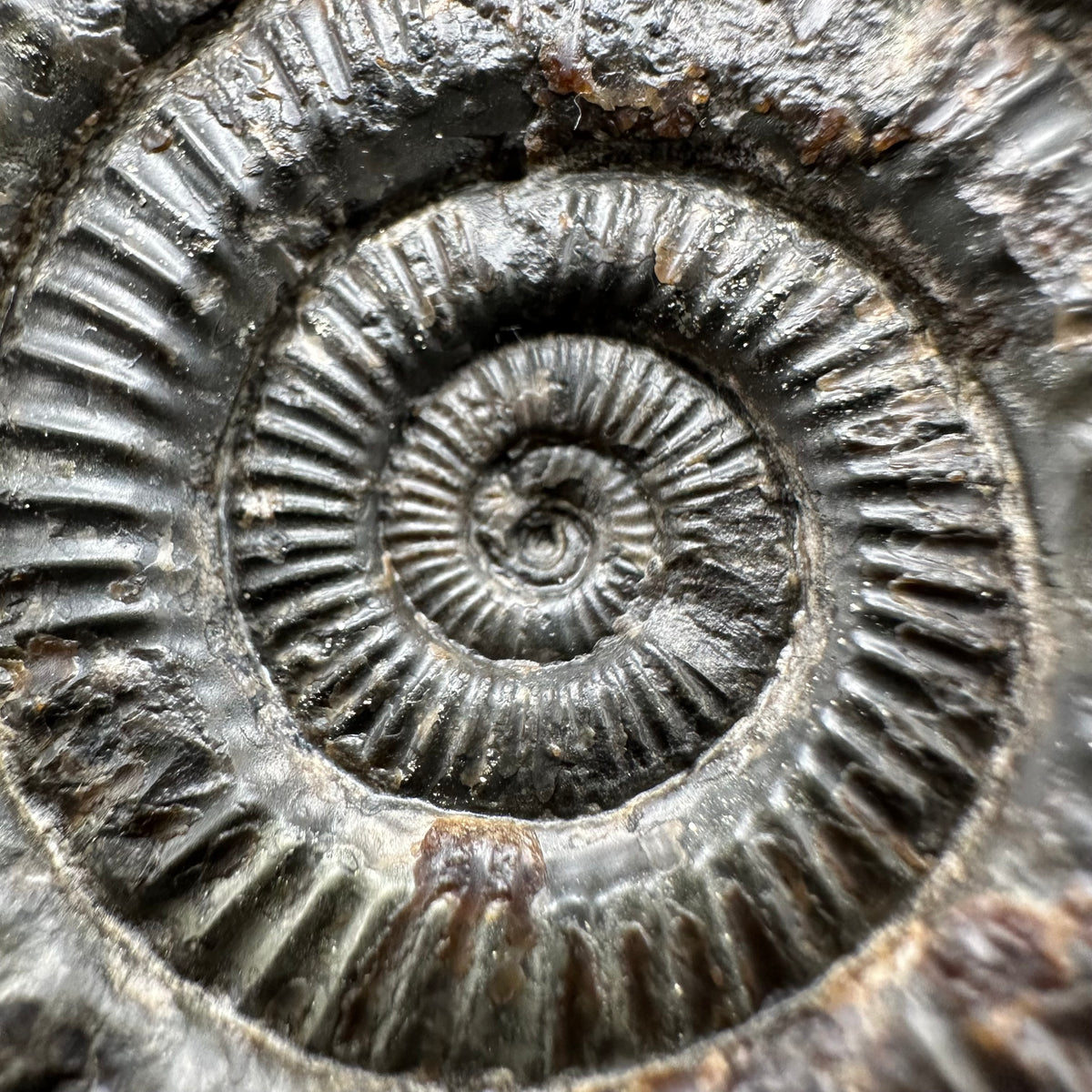 Dactylioceras Ammonite Fossil With Stand - Whitby, North Yorkshire Jurassic Coast Yorkshire Fossils