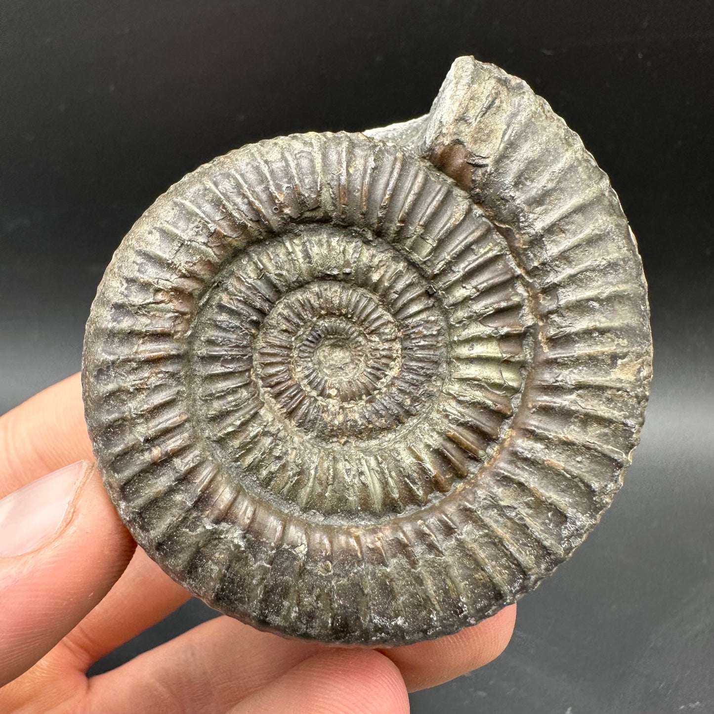 Dactylioceras Ammonite Fossil With box and Stand - Whitby, North Yorkshire Jurassic Coast Yorkshire Fossils